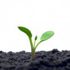 Jeune pousse de plante